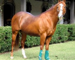 Deckhengst First Down Dash (Quarter Horse, 1984, von Dash For Cash)