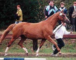 broodmare Etana (Trakehner, 1984, from Falke)