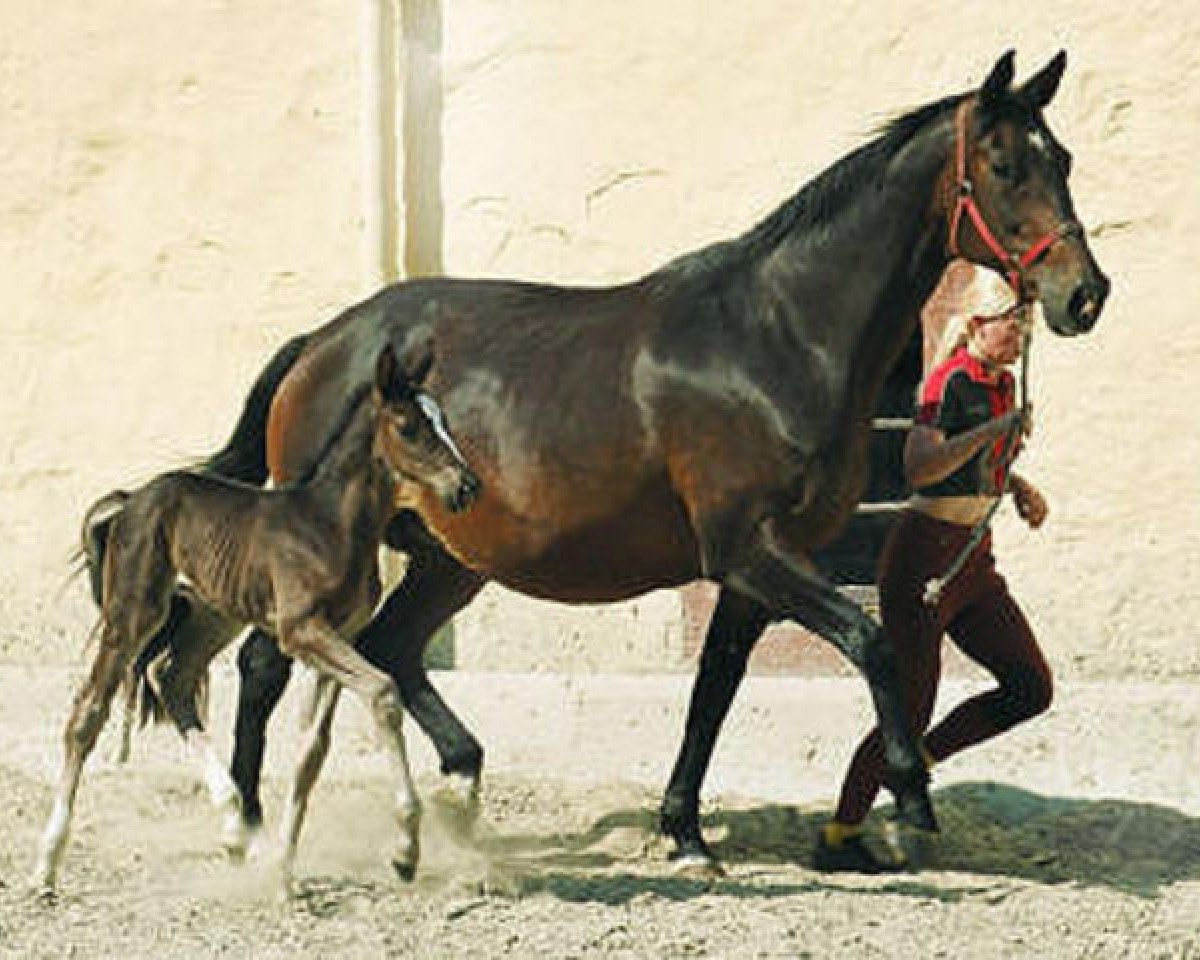 broodmare Gloriette III (Trakehner, 1989, from Kostolany)