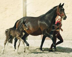 broodmare Gloriette III (Trakehner, 1989, from Kostolany)