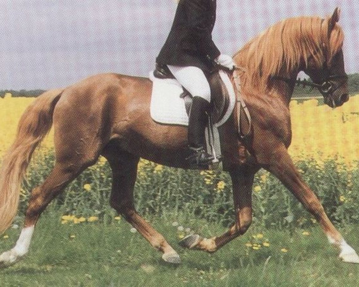 Deckhengst Hill Anwar AA (Anglo-Araber, 1981, von Hill Hawk xx)