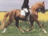 stallion Hill Anwar AA (Anglo-Arabs, 1981, from Hill Hawk xx)