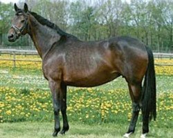 broodmare Olga III (Trakehner, 1993, from Sixtus)