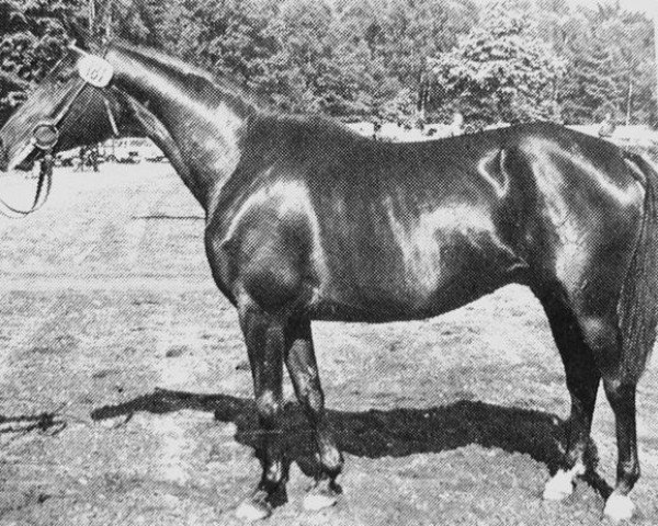 broodmare Coeur-As (Trakehner, 1975, from Herzbube)