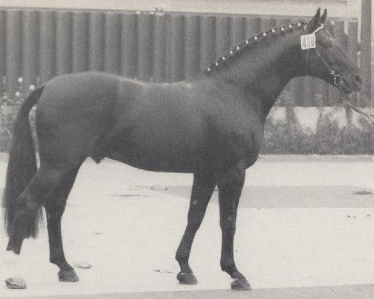Deckhengst Situs (Westfale, 1970, von Sioux)