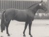 stallion Situs (Westphalian, 1970, from Sioux)