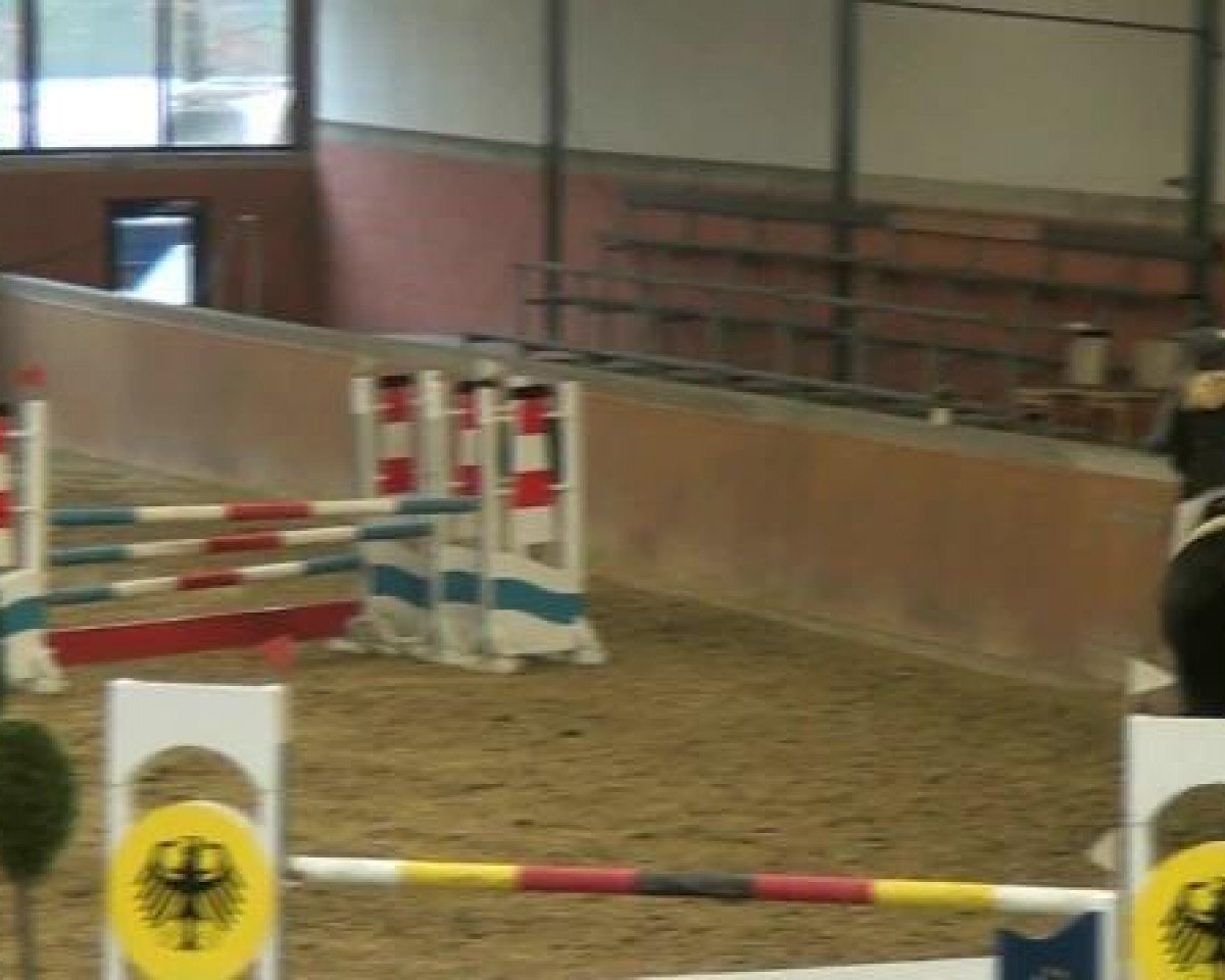 Springpferd Ricola (Holsteiner, 2001, von Calido I)