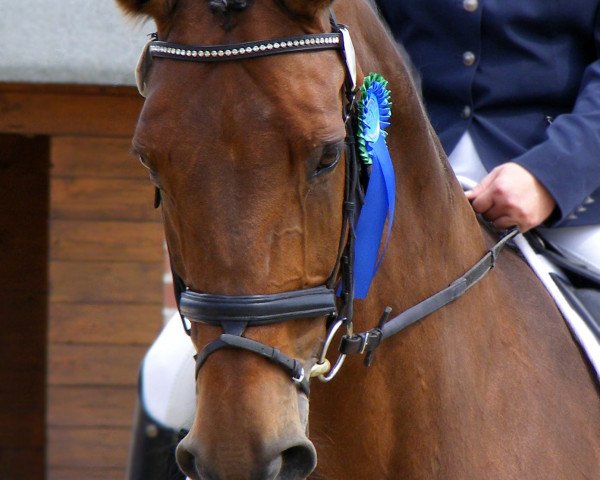 dressage horse Faible (Westphalian, 1998, from Fabuloso)