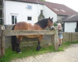 broodmare Diana 26 (Rhenish-German Cold-Blood, 2007, from Djago)