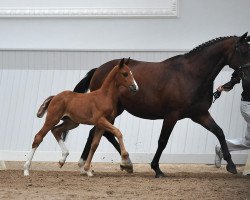 broodmare Wilma (Hanoverian, 1999, from Weserstar S)