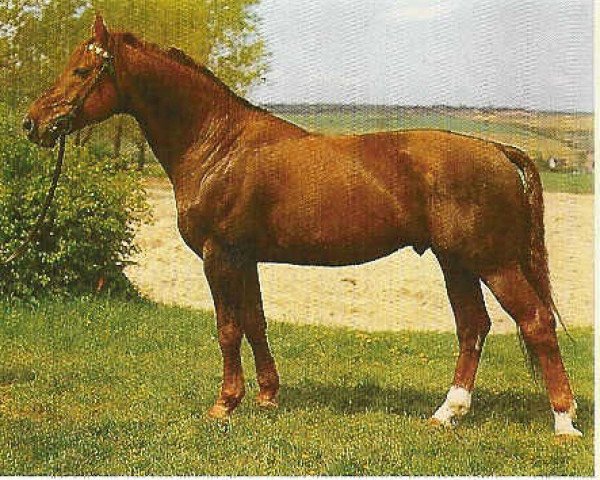 stallion Don Carlos (Noble Warmblood, 1974, from Duktus LP)