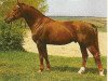 stallion Don Carlos (Noble Warmblood, 1974, from Duktus LP)