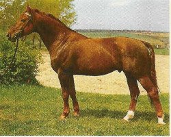 stallion Don Carlos 1352 (Noble Warmblood, 1974, from Duktus LP)