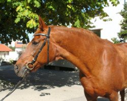 broodmare Donnerfee (Württemberger, 1992, from Donnerhall)