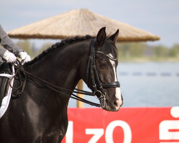 dressage horse Brouwershaven Black Caviar (Nederlands Welsh Ridepony, 2013, from Steerwolde's V.I.P.)