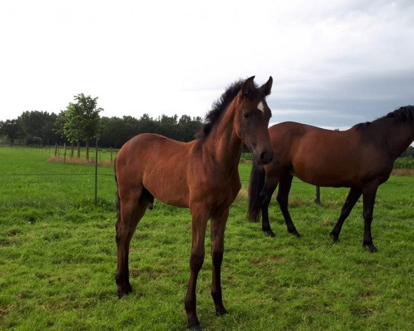 Pferd Jalisco TB (Pura Raza Espanola (PRE), 2021, von Jalisco Larios)