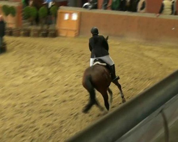 jumper Desperado 185 (German Sport Horse, 2003, from Domenico xx)