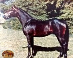 stallion El Califa xx (Thoroughbred, 1964, from Good Time xx)