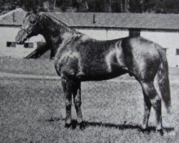 horse Embrujo xx (Thoroughbred, 1936, from Congreve xx)