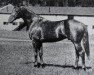 stallion Embrujo xx (Thoroughbred, 1936, from Congreve xx)