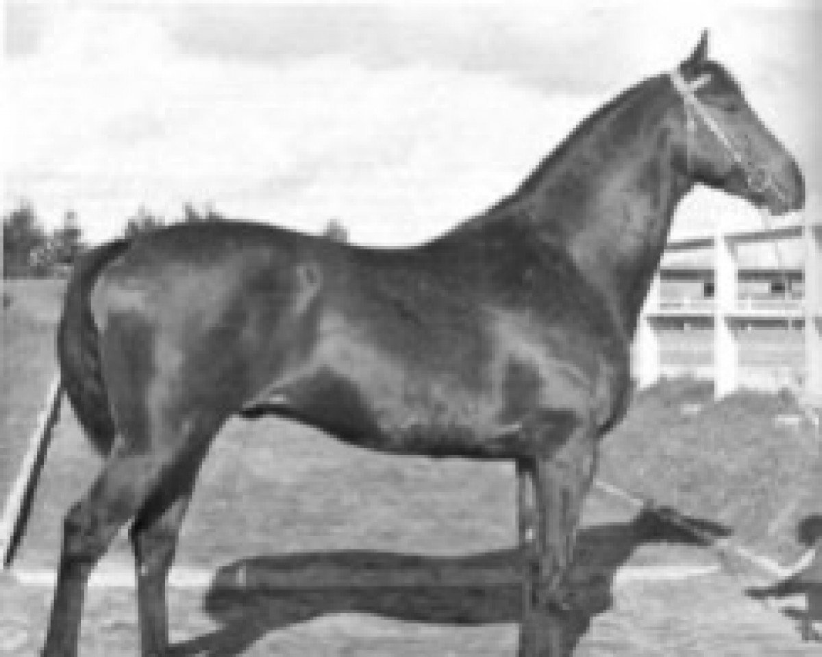 stallion Cosmonaute x (Arabian purebred,  , from Aviso AA)