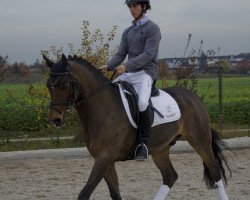 stallion Benevito HS (German Riding Pony, 2002, from Benetton S)