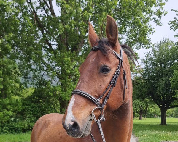 Pferd toto (Ungarisches Warmblut, 2011, von Acorn)