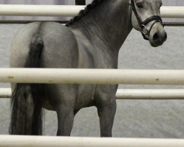 Deckhengst Denley Lord (Deutsches Reitpony, 2010, von Dream of Lord)