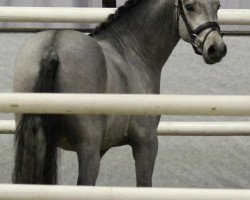 stallion Denley Lord (German Riding Pony, 2010, from Dream of Lord)