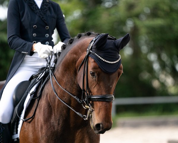 dressage horse Feedback's Sima (Rhinelander, 2014, from Feedback 16)