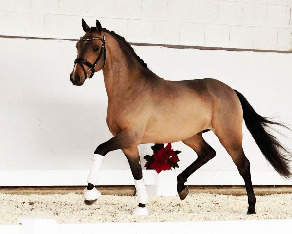 Dressurpferd Dreamboy (Deutsches Reitpony, 2019, von Dropje voor Dropje)