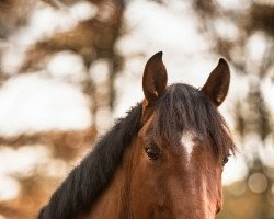 dressage horse Lucky Curl (Deutsches Sportpferd, 2016, from Lauck's Locke)