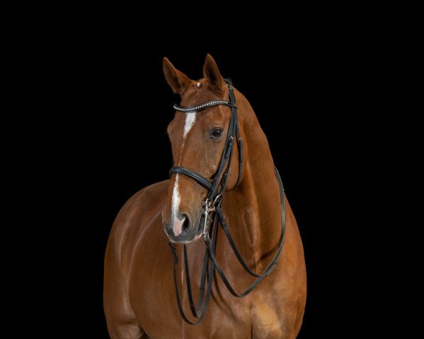 dressage horse Lancaster Le Beau (Hanoverian, 2008, from Londonderry)
