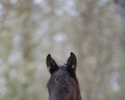 jumper Clausen (German Sport Horse, 2022, from Cornets Cool Edition)