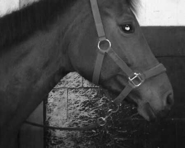 broodmare Arlett (Oldenburg, 2003, from Duntroon)