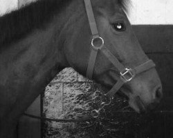 broodmare Arlett (Oldenburg, 2003, from Duntroon)