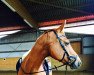 broodmare Mona 1321 (German Warmblood, 2004)