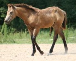 horse Cielo Blossom Dunit (Quarter Horse, 2008, from OLena Cielo)