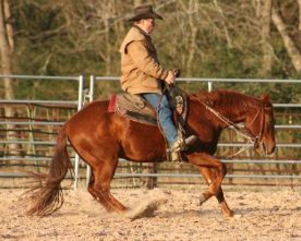 Pferd Cody Cielo (Quarter Horse, 2007, von OLena Cielo)