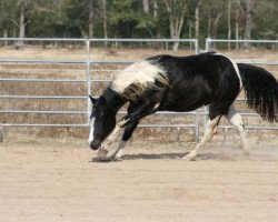 Pferd Windy Texas Rooster (Paint Horse, 2009, von OLena Cielo)