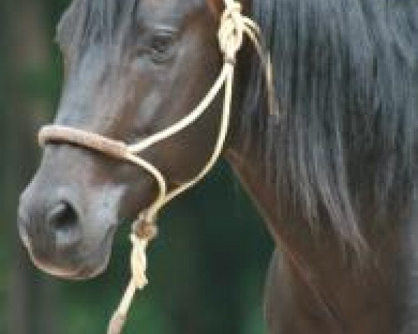 Deckhengst OLena Cielo (Quarter Horse, 2001, von Gallo Del Cielo)