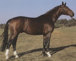 stallion Dakar (Hanoverian, 1979, from Don Carlos 4088)