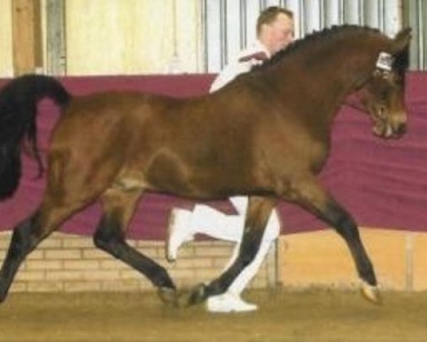 stallion Eduard (Nederlands Rijpaarden en Pony, 1980, from El Beauty)