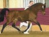 stallion Eduard (Nederlands Rijpaarden en Pony, 1980, from El Beauty)