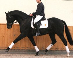 dressage horse First Junior (Hannoveraner, 2003, from Fürst Heinrich)