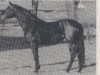 stallion Wilder Kaiser xx (Thoroughbred, 1978, from Kaiseradler xx)