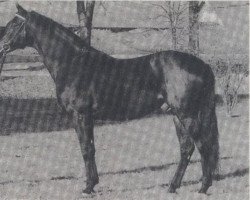 stallion Wilder Kaiser xx (Thoroughbred, 1978, from Kaiseradler xx)