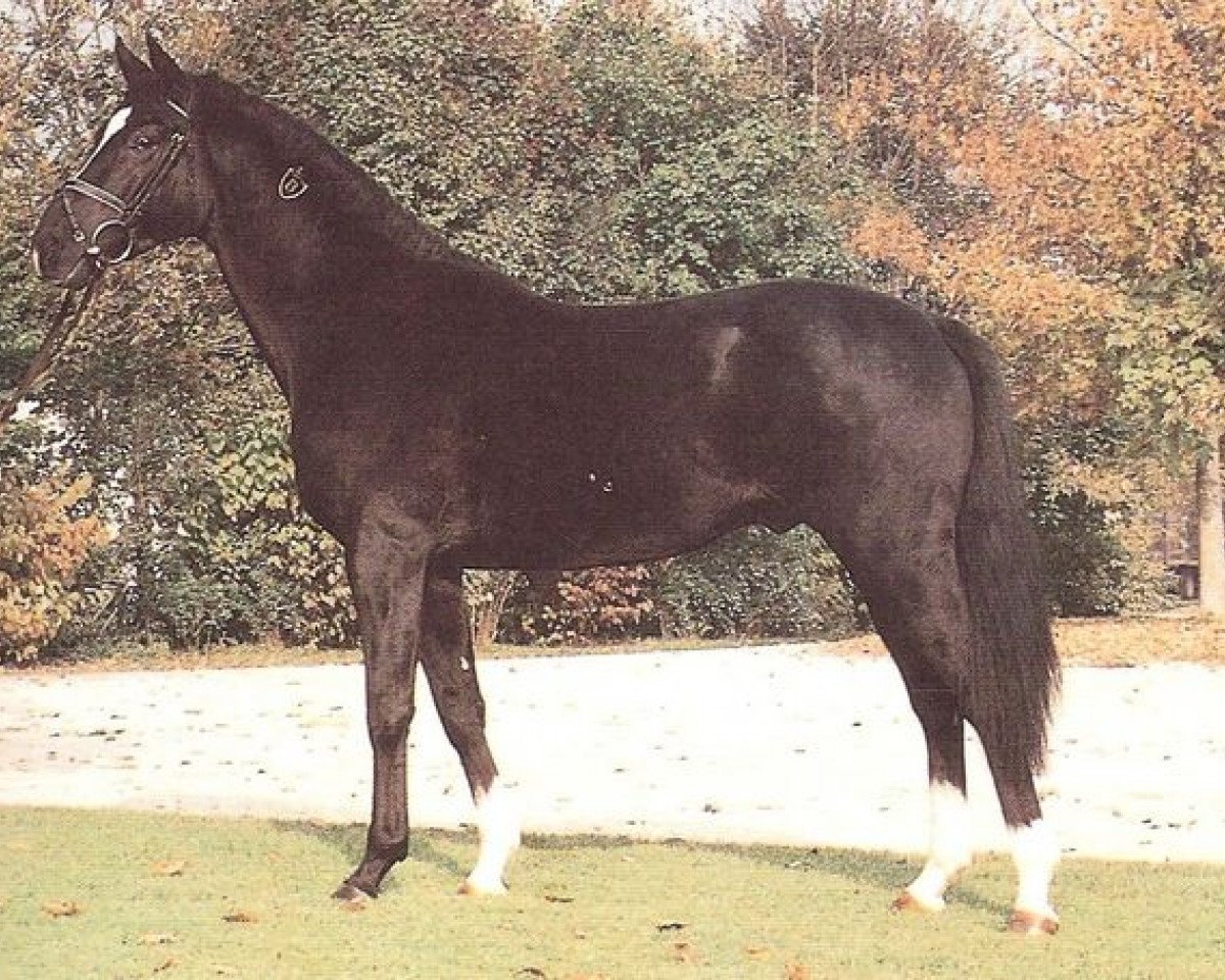 stallion Wildkönig (Bavarian, 1987, from Wilder Kaiser xx)