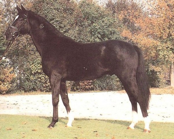 stallion Wildkönig (Bavarian, 1987, from Wilder Kaiser xx)