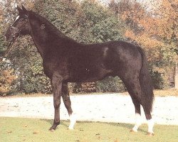 stallion Wildkönig (Bavarian, 1987, from Wilder Kaiser xx)